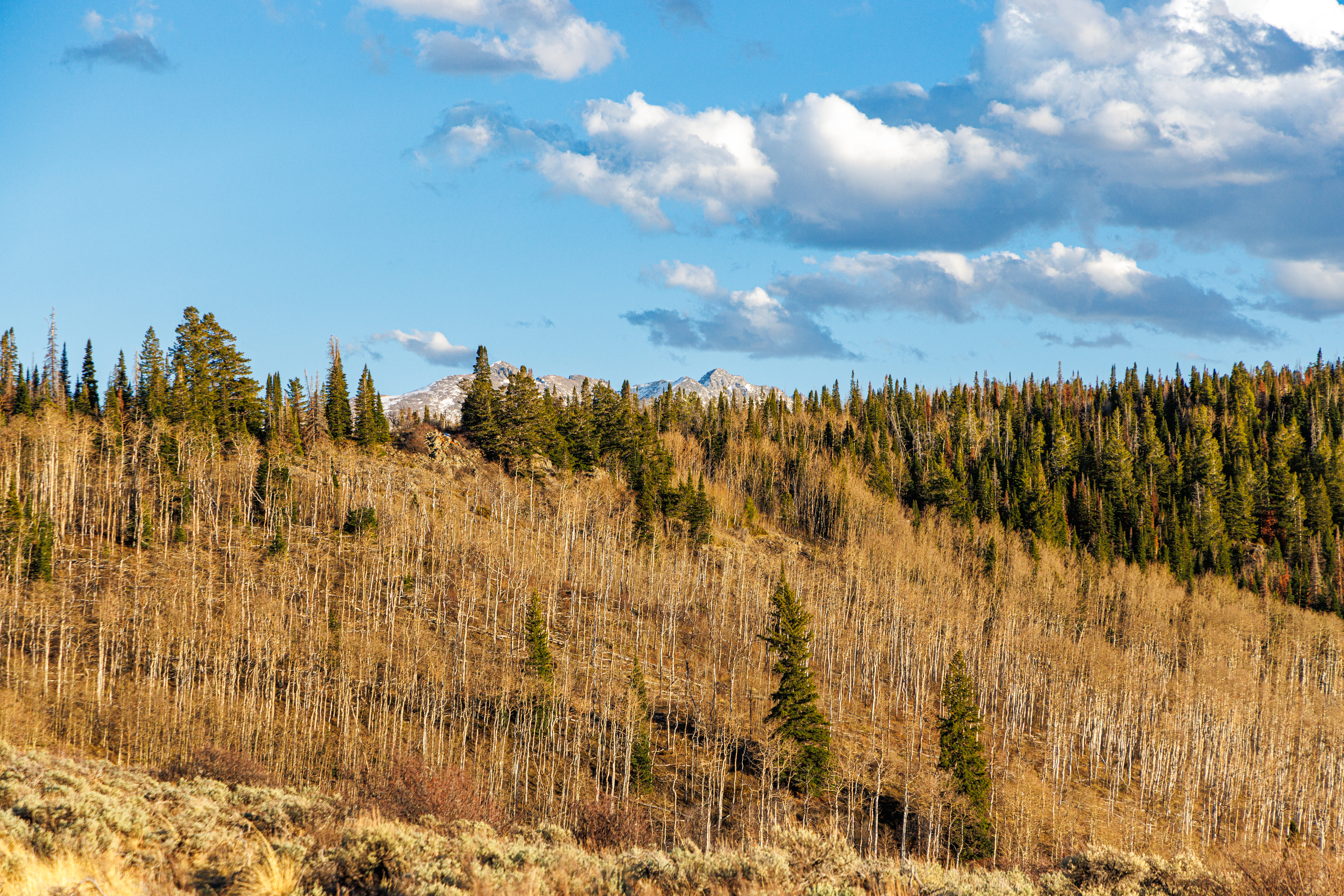 This scenic landscape captures a vast, rolling hillside covered in a dense forest of bare aspen trees interspersed with vibrant green conifers. In the distance, rugged, snow-dusted mountain peaks rise against a bright blue sky filled with soft, scattered clouds. The perspective is a wide, eye-level shot that emphasizes the natural beauty and expansive terrain of the wilderness.