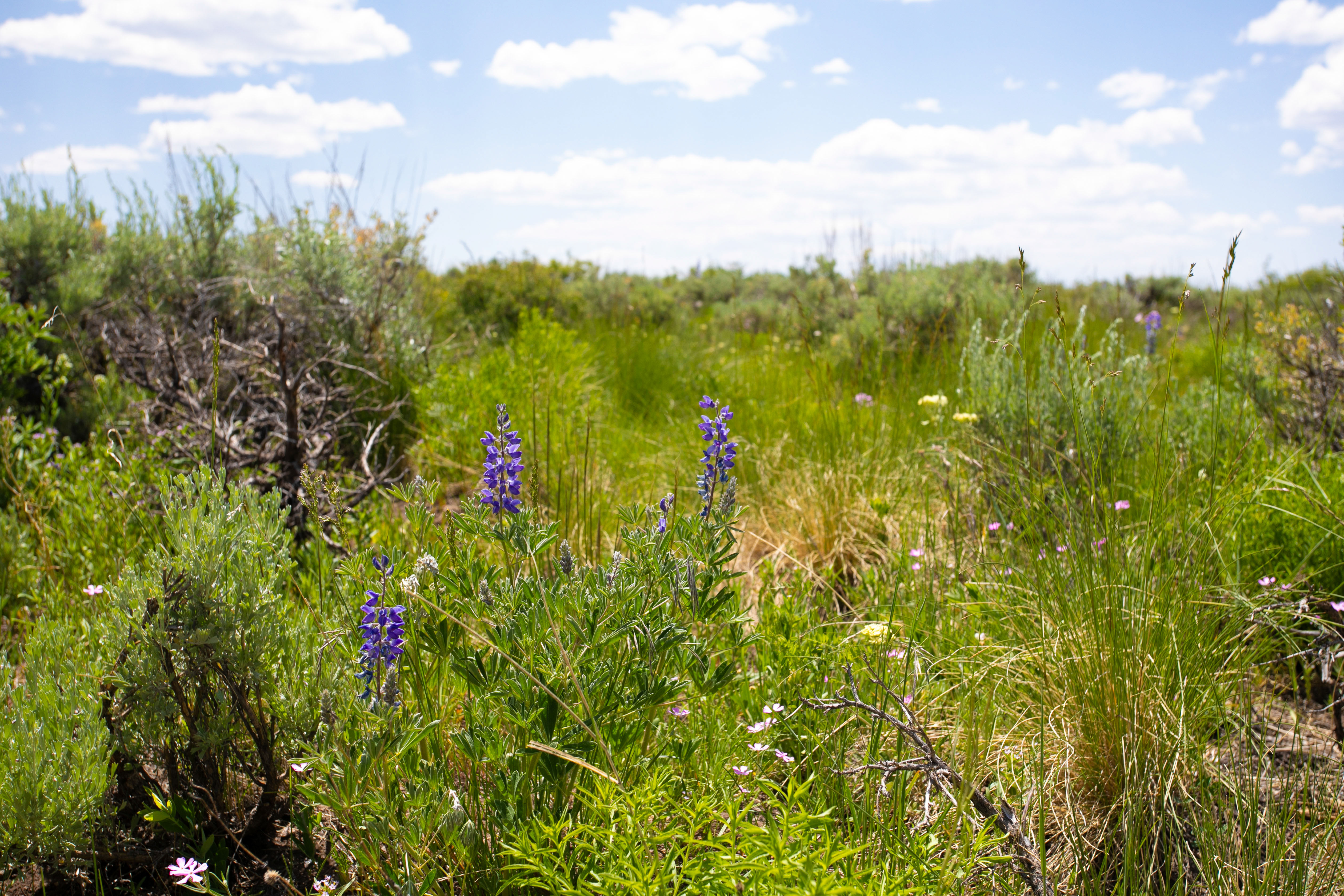 This image captures a vibrant, natural meadow landscape filled with wild purple lupine flowers and lush green grasses under a bright, partly cloudy sky. The scene showcases an expansive, untamed outdoor space that highlights the beauty of the local flora and open terrain. The perspective is a low-angle, eye-level shot that emphasizes the height of the wildflowers against the vast horizon.