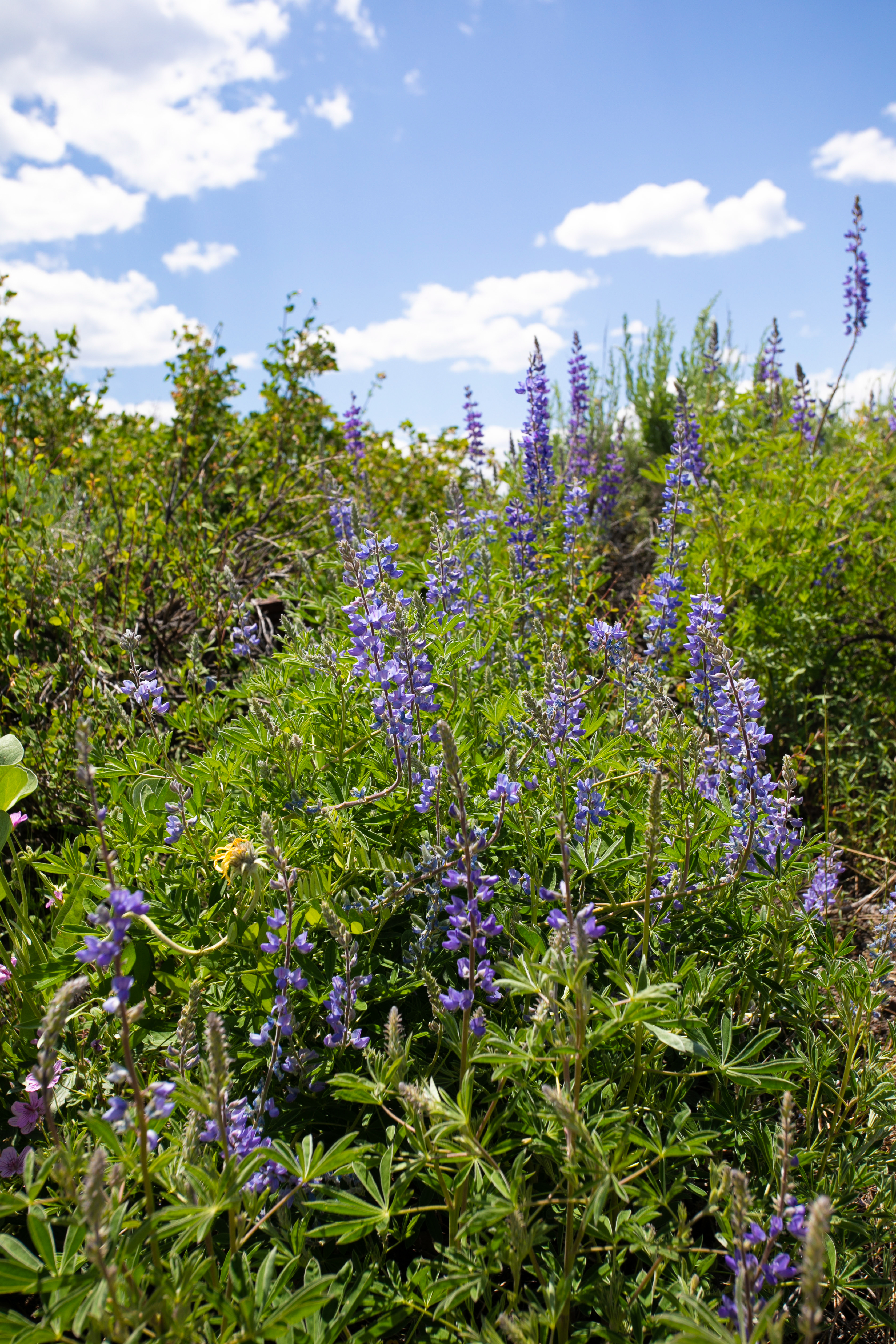 This image captures a vibrant patch of purple lupine wildflowers blooming in a lush, green meadow under a bright blue sky with scattered clouds. The perspective is a low-angle, eye-level shot that emphasizes the height and density of the wildflowers against the natural landscape. It conveys a serene, natural, and picturesque outdoor setting that highlights the beauty of the property's surrounding environment.