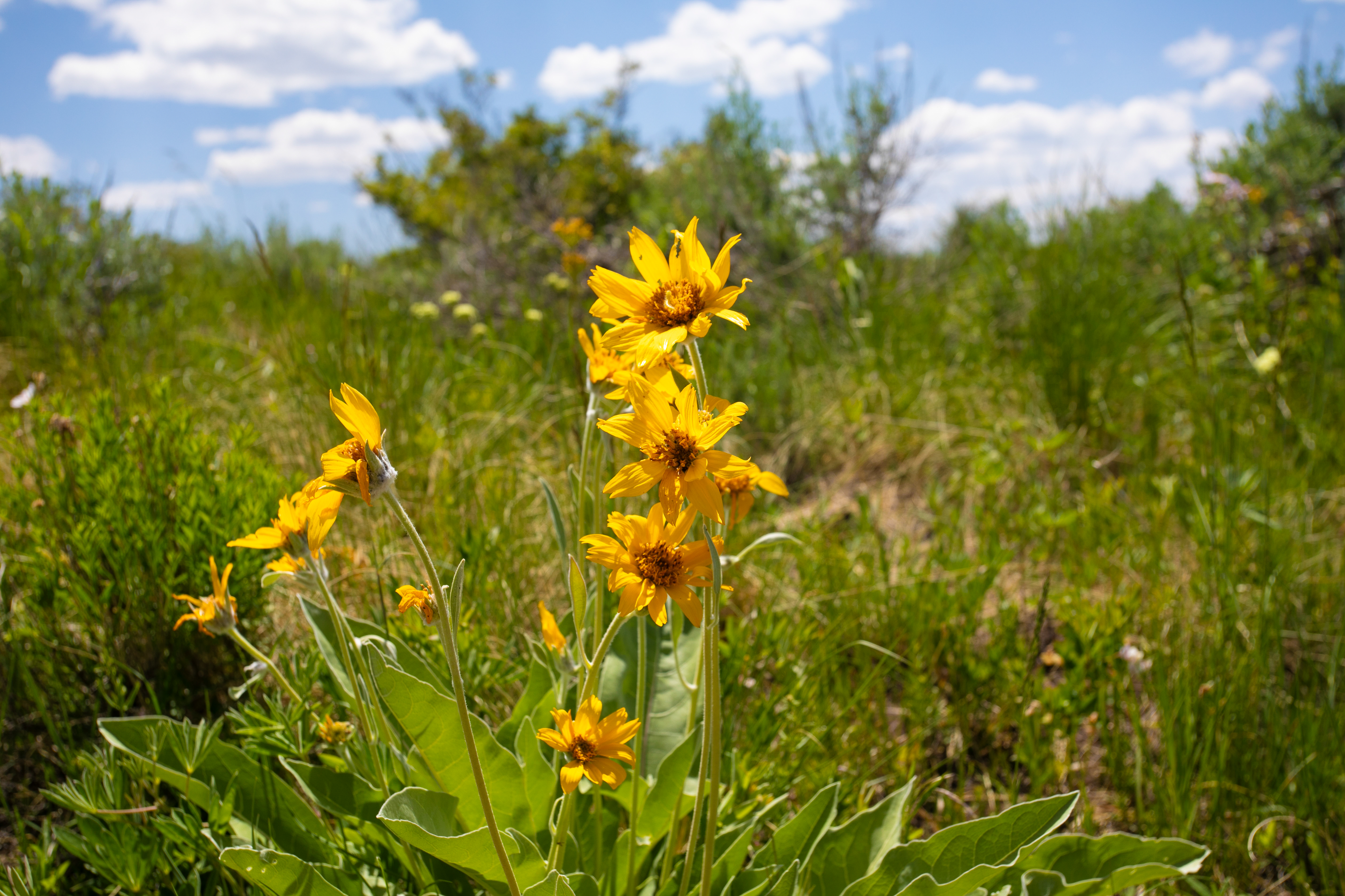 A vibrant cluster of yellow balsamroot wildflowers stands in the foreground, showcasing their bright petals and green foliage against a lush, grassy meadow. The background features a soft-focus landscape of rolling green hills and scattered shrubs under a bright blue sky with scattered white clouds. The perspective is a low-angle, eye-level shot that emphasizes the natural beauty and serene atmosphere of the outdoor setting.