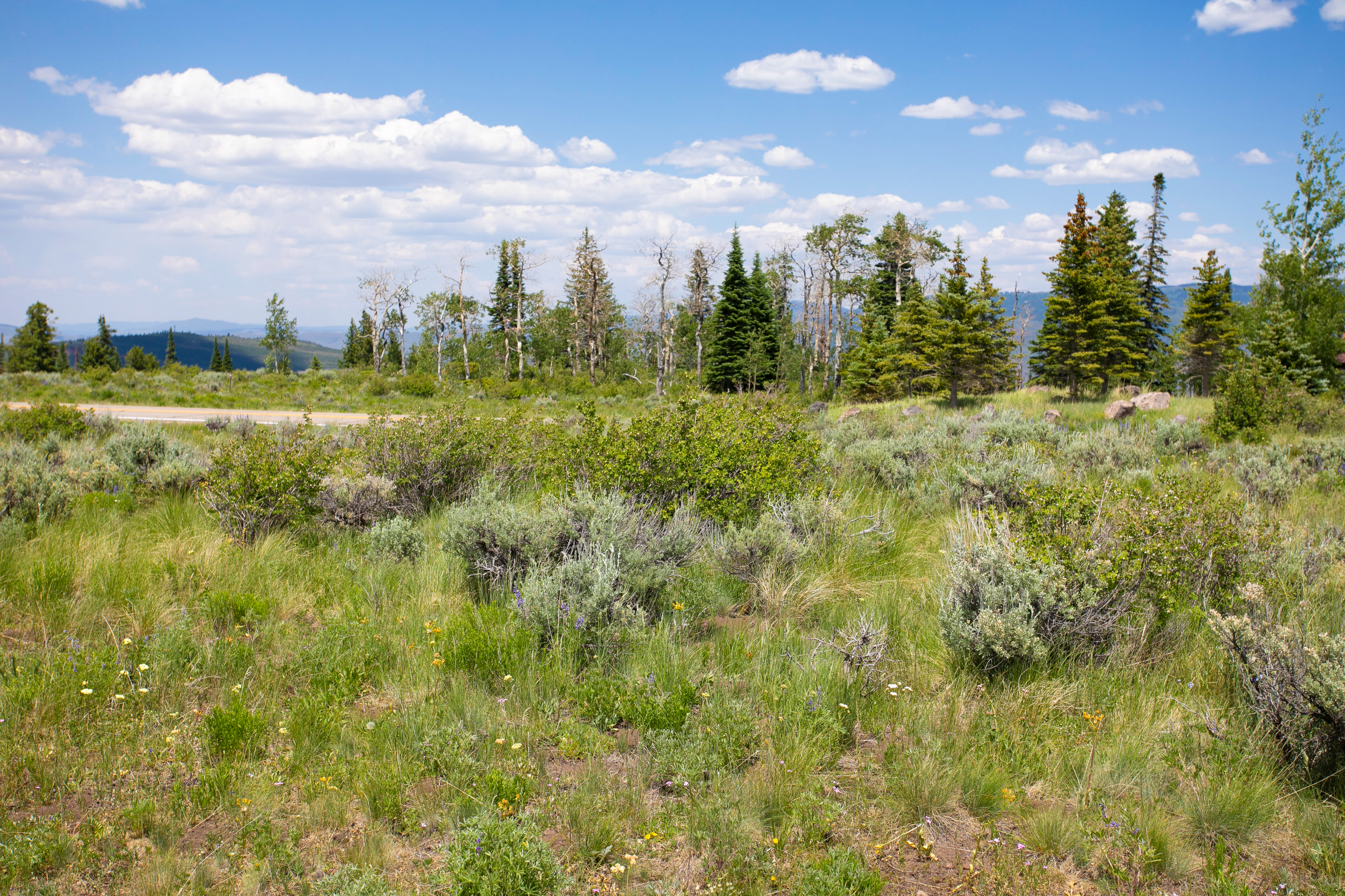 This image captures a scenic, elevated landscape featuring a vast meadow filled with native grasses, wildflowers, and sagebrush. In the background, a dense forest of evergreen and deciduous trees stretches across the horizon under a bright blue sky with scattered clouds. The perspective is a wide, eye-level shot that emphasizes the natural beauty and expansive open space of the terrain.