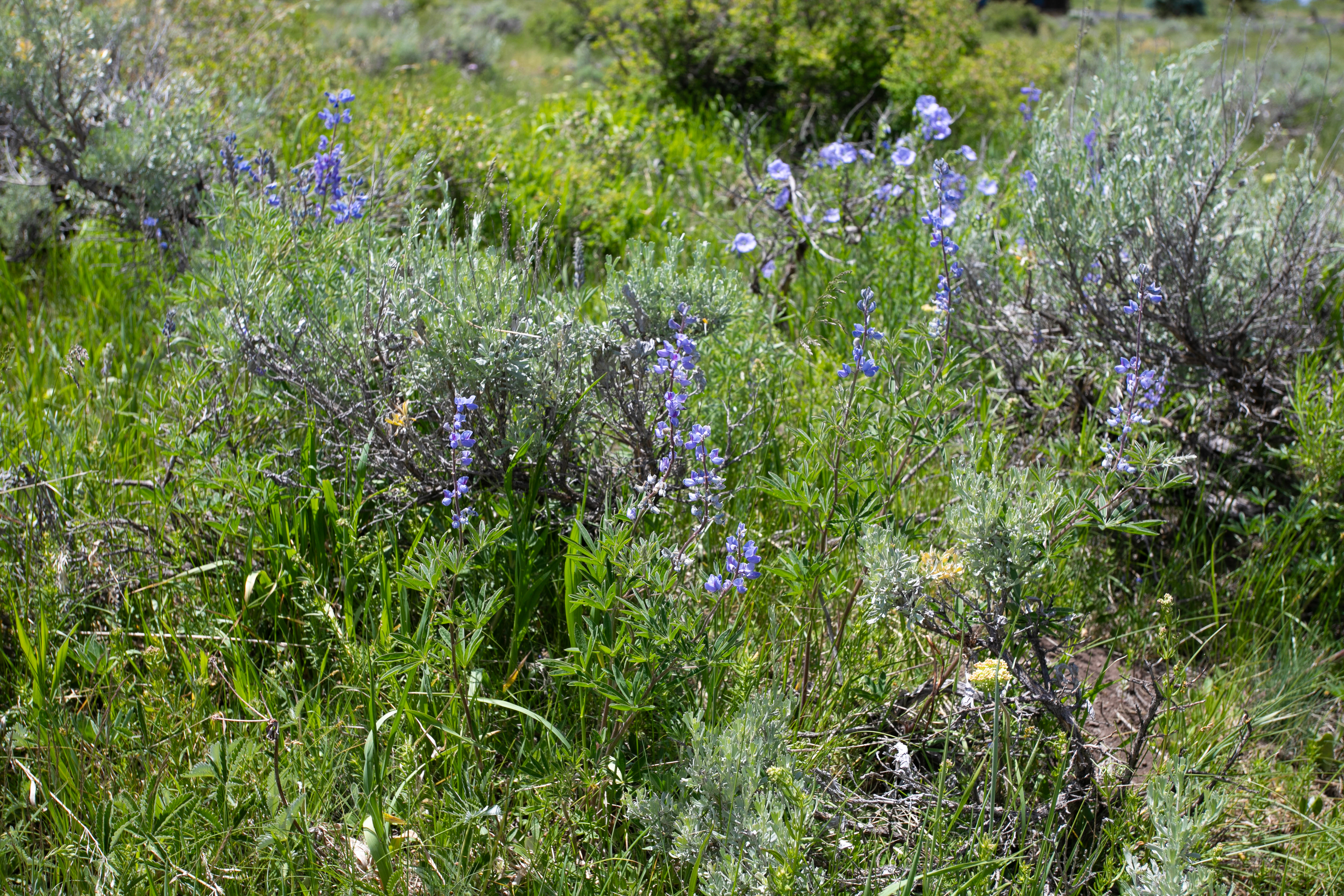This image captures a vibrant, natural meadow landscape filled with wild purple lupine flowers and sagebrush. The scene is shot from a low-angle, eye-level perspective, emphasizing the lush textures of the native grasses and the colorful blooms. It conveys a serene, untamed outdoor environment that highlights the natural beauty of the property's surroundings.