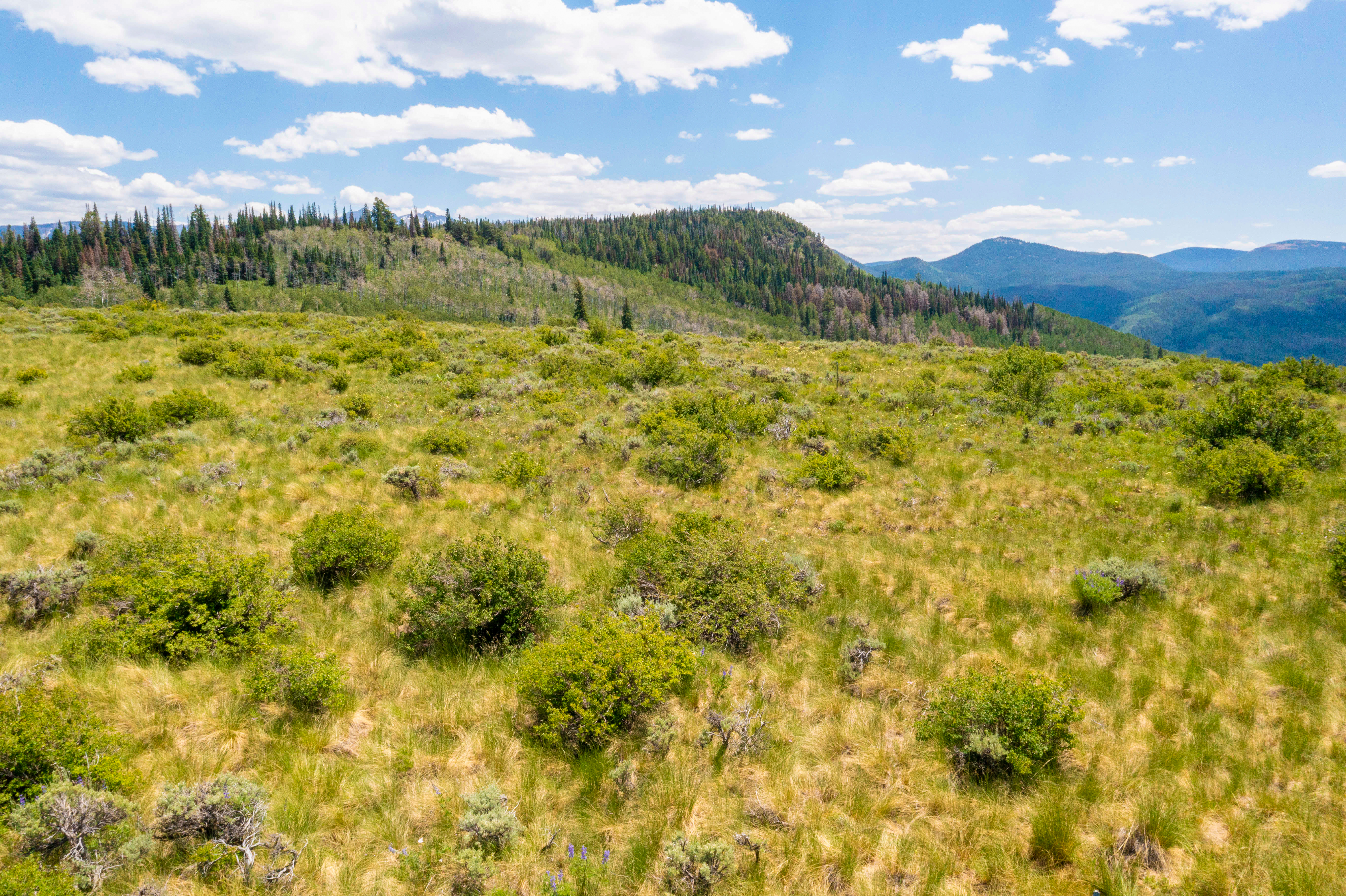 This high-angle aerial shot captures a vast, rolling landscape characterized by golden-hued grasses and scattered green shrubs. In the background, a dense forest of pine trees stretches across a ridge, leading to distant, hazy mountain peaks under a bright blue sky with scattered clouds. The scene conveys a sense of expansive, untouched wilderness, ideal for showcasing large acreage or rural property potential.