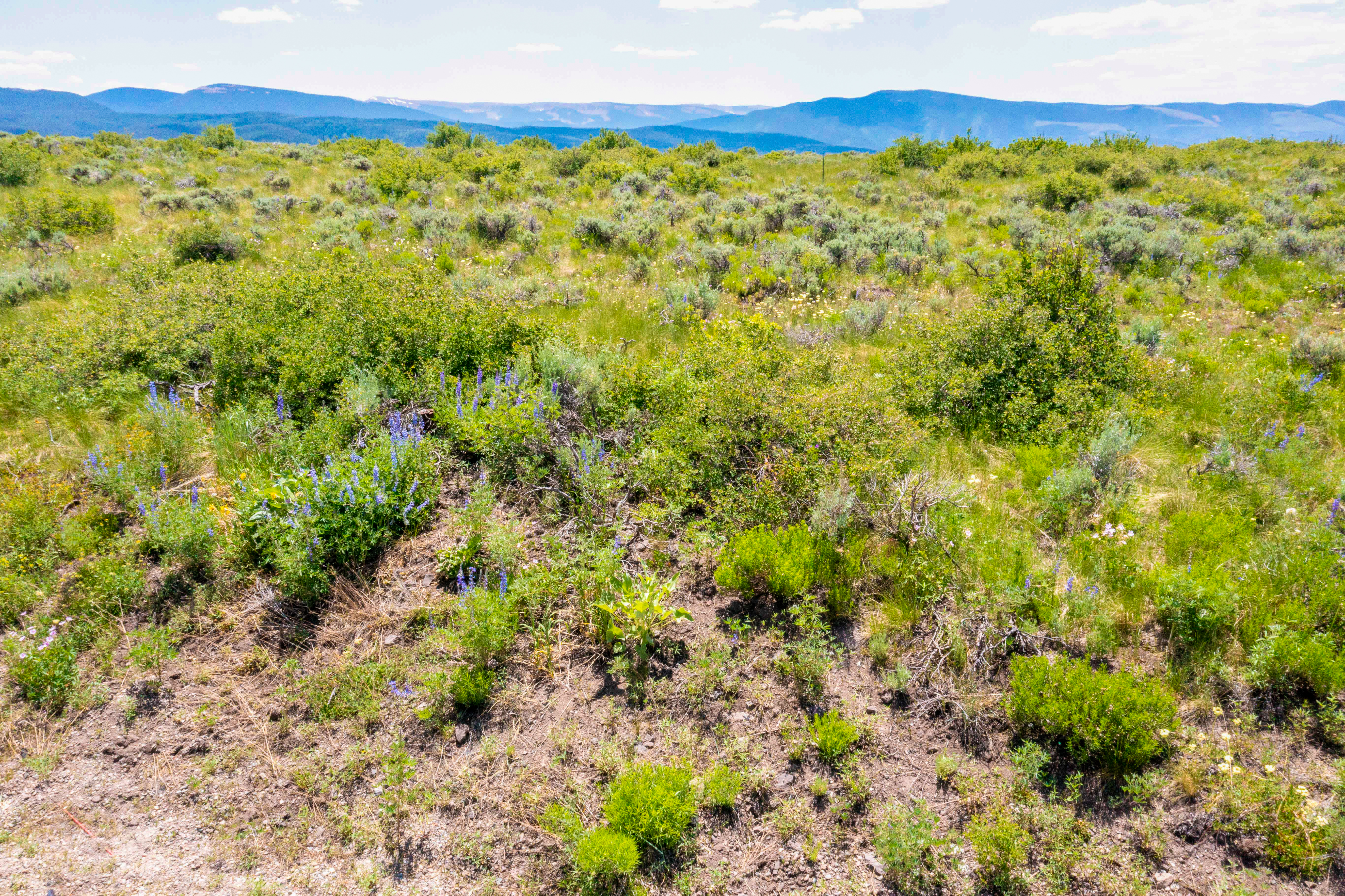 This image captures a vast, open landscape of high-desert terrain, characterized by native grasses, sagebrush, and patches of vibrant purple lupine wildflowers. In the background, rolling mountain ranges stretch across the horizon under a bright, clear sky, suggesting a remote and scenic location. The perspective is a wide, eye-level shot that emphasizes the expansive, natural beauty of the undeveloped land.