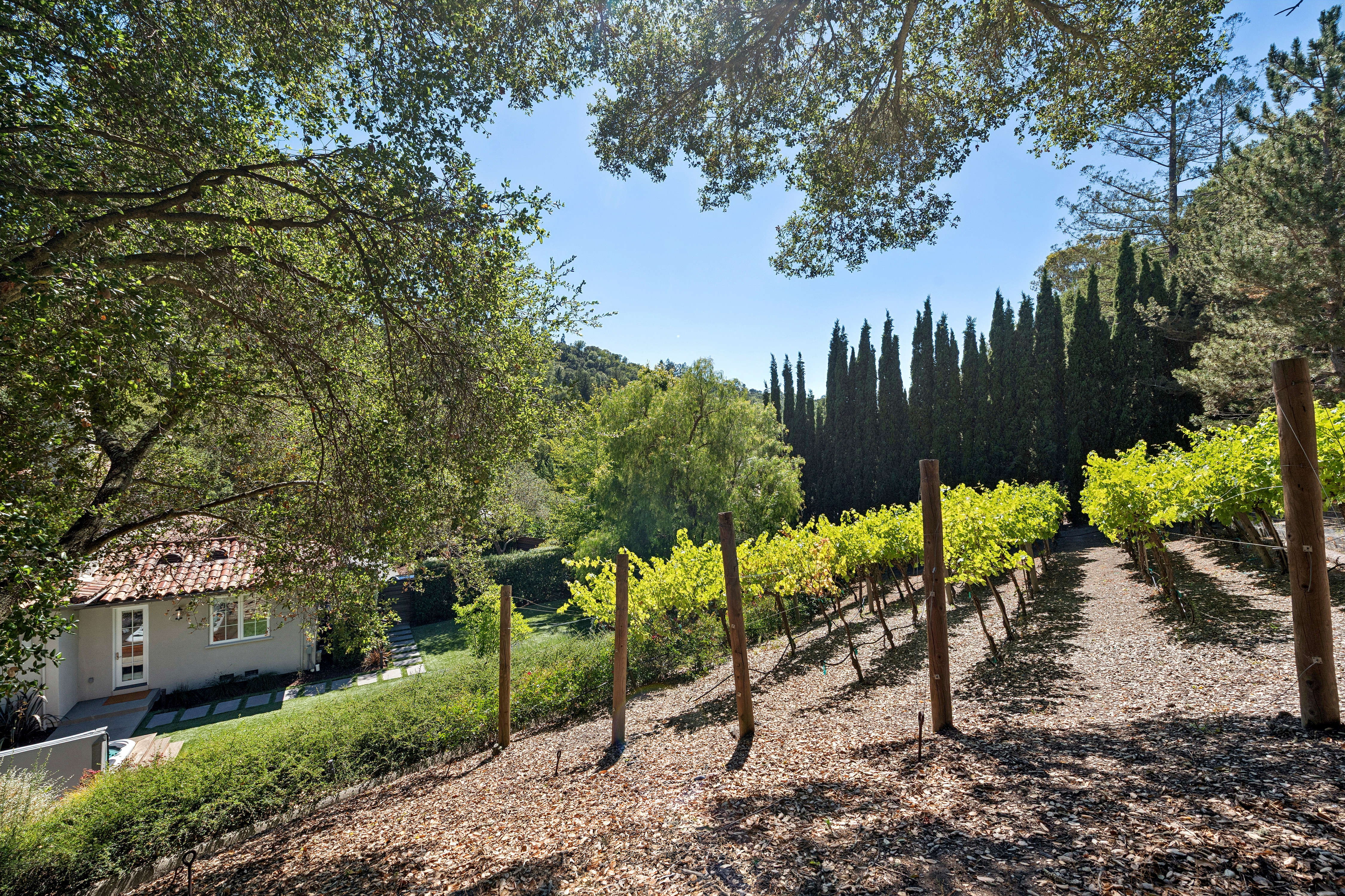 This scenic outdoor space features a terraced vineyard set against a backdrop of mature trees and a row of tall, slender cypress trees. To the left, a portion of a light-colored home with a terracotta-tiled roof is visible, nestled into the hillside near a manicured lawn and stone pathway. The perspective is elevated, looking down across the vineyard rows toward the house and the lush, green landscape beyond.