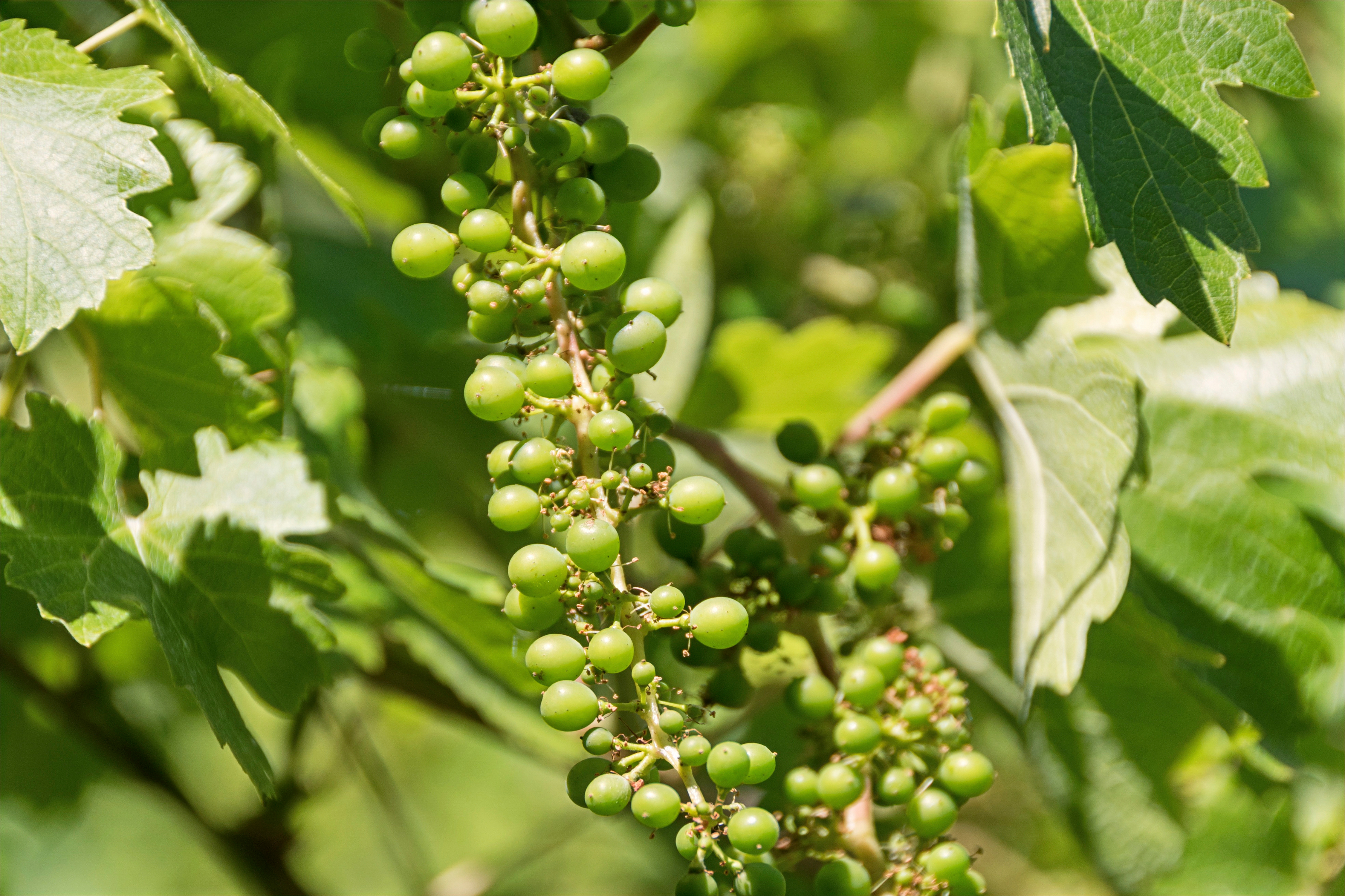 A close-up, eye-level shot captures a cluster of young, green grapes hanging from a vine in a lush garden setting. The vibrant green fruit is surrounded by textured, serrated leaves, suggesting a healthy and well-maintained vineyard or home garden. The soft, natural lighting highlights the translucent quality of the grapes, creating a fresh and organic atmosphere.