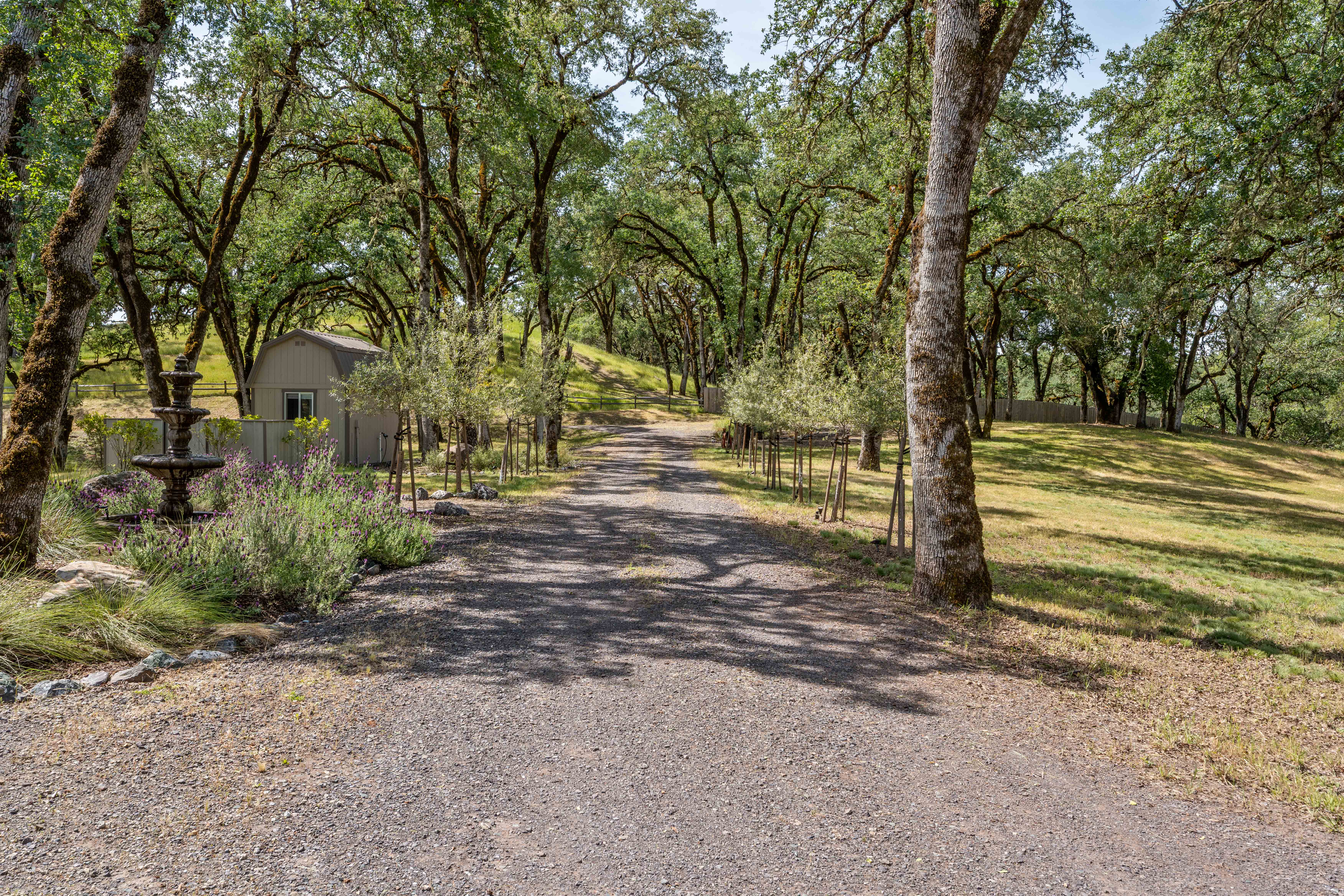 This scenic driveway view captures a tranquil, tree-lined path leading through a lush, park-like landscape. To the left, a decorative tiered fountain is nestled among vibrant lavender bushes, while a small storage shed sits nearby, adding a rustic charm to the property. The perspective is a wide, eye-level shot that emphasizes the expansive, natural beauty and peaceful atmosphere of the grounds.