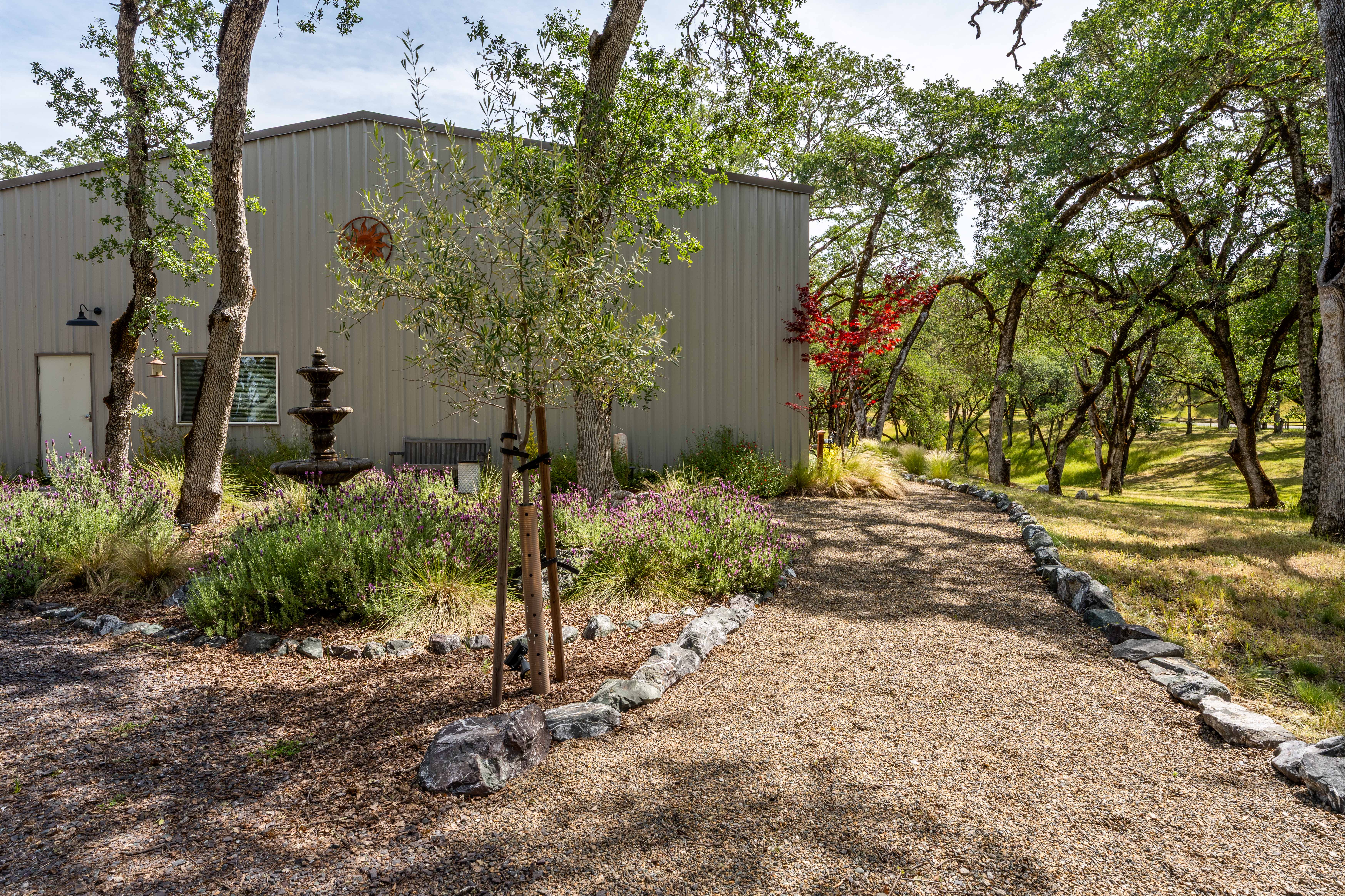 This serene outdoor space features a gravel pathway lined with natural stone, leading past a charming tiered fountain and a young olive tree. The scene is framed by lush lavender bushes and mature oak trees, with a large, neutral-toned metal building providing a modern backdrop. The overall impression is one of peaceful, rustic elegance, perfect for a quiet garden retreat.