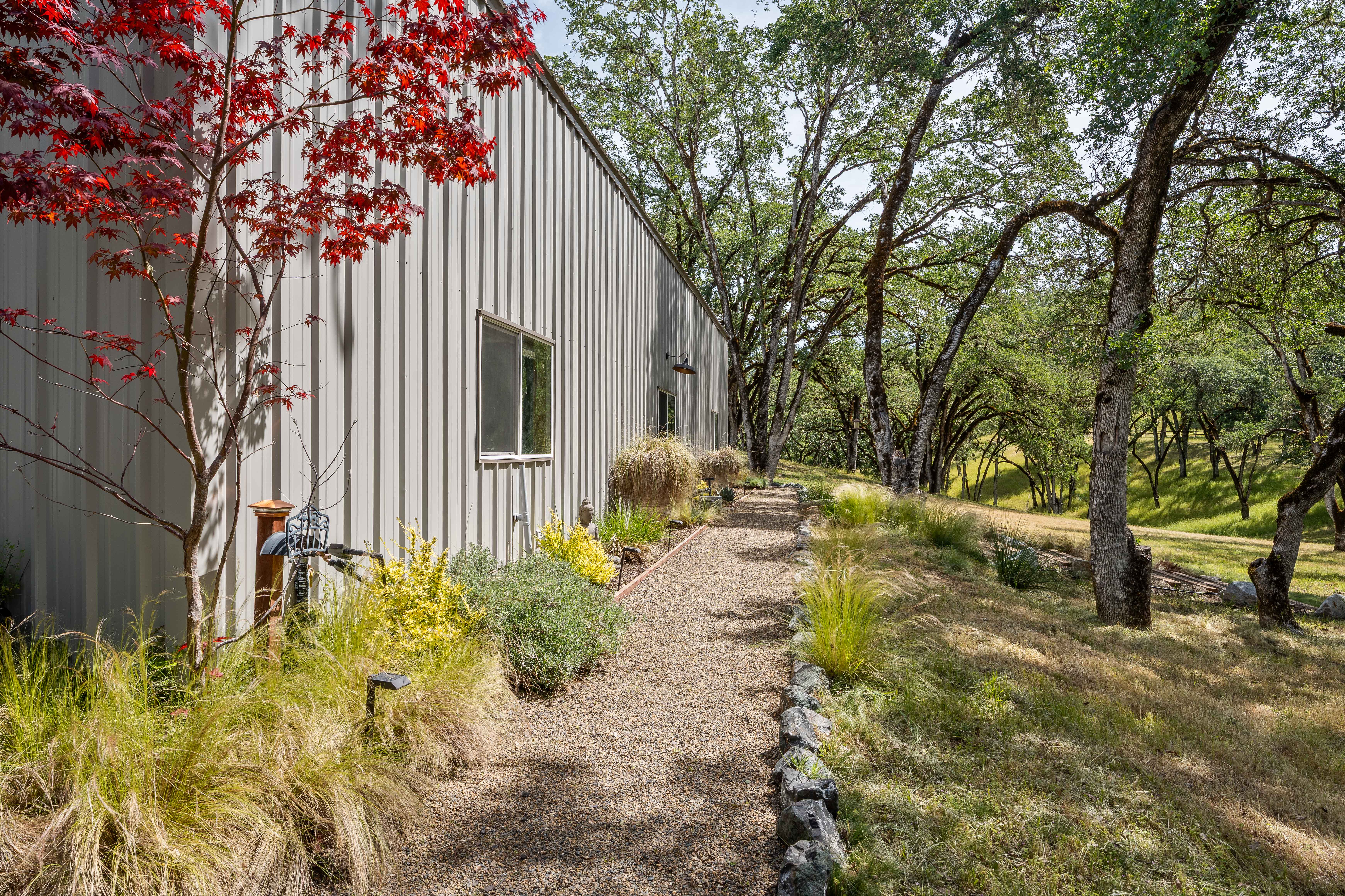 This side view captures a modern, industrial-style home with corrugated metal siding, bordered by a gravel pathway and lush, drought-tolerant landscaping. A vibrant Japanese maple tree adds a pop of red color to the foreground, while the background features a serene, sun-drenched hillside dotted with mature oak trees. The perspective emphasizes the clean lines of the architecture and the peaceful, natural setting of the property.