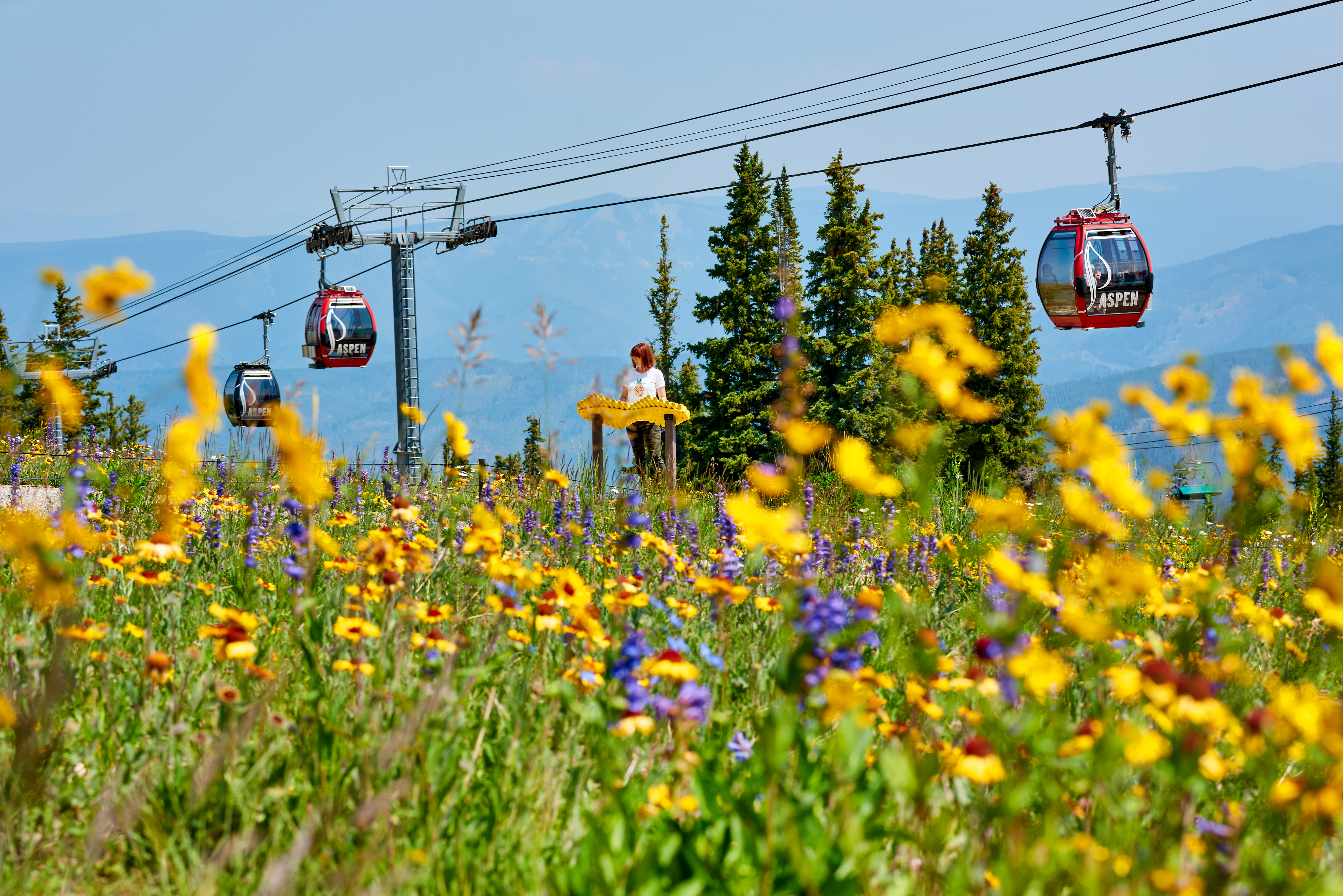 This scenic image features the Aspen mountain gondola system overlooking a vibrant meadow of wildflowers. A person is seen interacting with an educational display amidst lush greenery and towering pine trees, showcasing the resort's high-altitude recreational offerings. The landscape highlights the stunning natural beauty and outdoor access that make this community a premier destination.