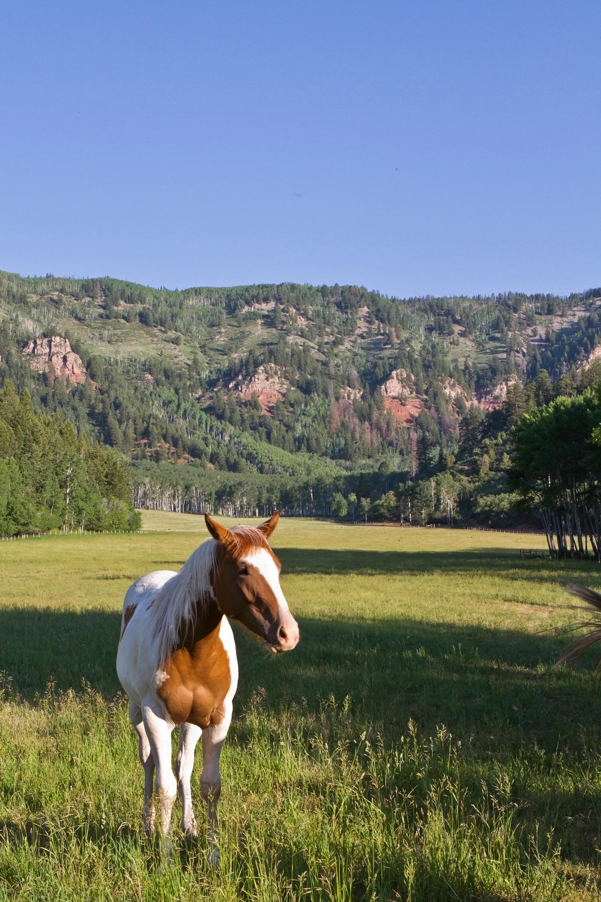A picturesque, expansive meadow landscape features a brown and white pinto horse standing in the foreground, bathed in soft sunlight. The background showcases a lush, green valley leading up to a rugged mountain range with rocky outcrops and dense forest cover under a clear blue sky. This serene, natural setting highlights the vast, open space and tranquil atmosphere of the property.